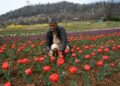 The maintenance staff is doing the needful as govt decides to throw-open Tulip Garden on March 16.