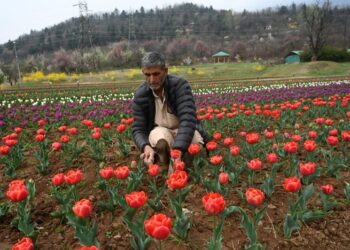 The maintenance staff is doing the needful as govt decides to throw-open Tulip Garden on March 16.