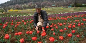 The maintenance staff is doing the needful as govt decides to throw-open Tulip Garden on March 16.