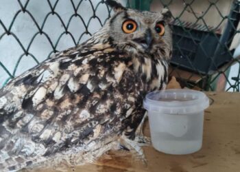Rare eagle owl revived after complex surgery at Dachigam