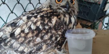 Rare eagle owl revived after complex surgery at Dachigam