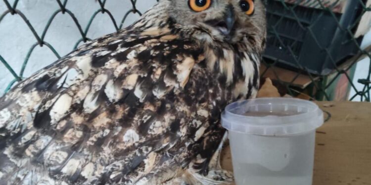 Rare eagle owl revived after complex surgery at Dachigam