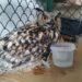 Rare eagle owl revived after complex surgery at Dachigam