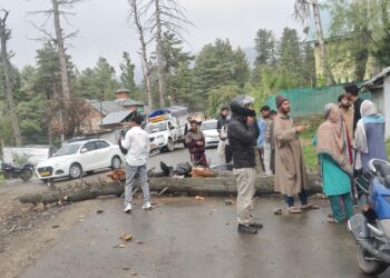 Journalist injured after rotten tree falls on him in Tangmarg