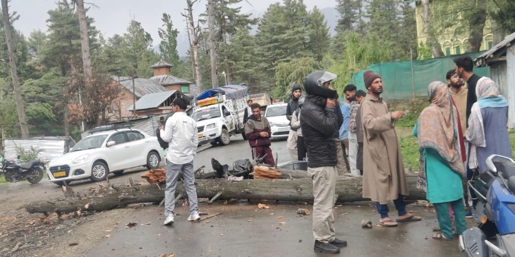 Journalist injured after rotten tree falls on him in Tangmarg