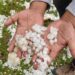 Hailstorms damage orchards, crops across Kashmir