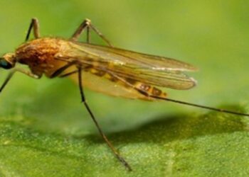Progress Toward The Elimination of Lymphatic Filariasis in India
