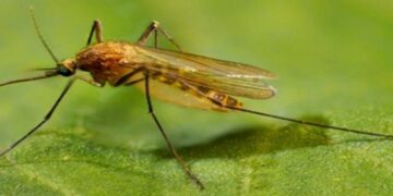 Progress Toward The Elimination of Lymphatic Filariasis in India