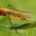 Progress Toward The Elimination of Lymphatic Filariasis in India