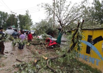 Tree crashes on, injures street vendor