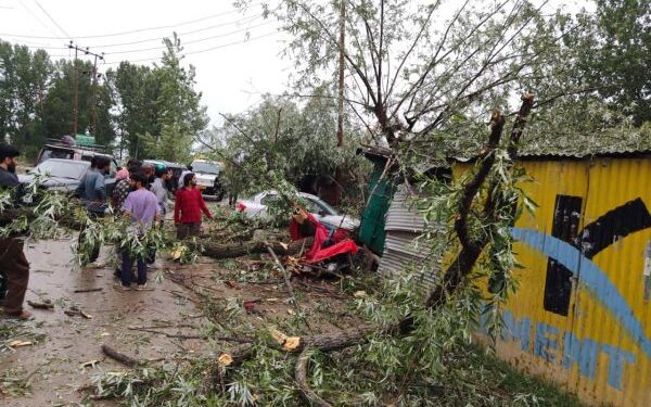 Tree crashes on, injures street vendor