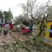 Tree crashes on, injures street vendor