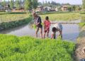 Kashmiri farmers busy transplanting paddy saplings in a village on the outskirts of Srinagar.