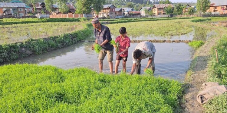 Kashmiri farmers busy transplanting paddy saplings in a village on the outskirts of Srinagar.