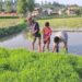Kashmiri farmers busy transplanting paddy saplings in a village on the outskirts of Srinagar.