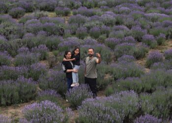 Lavender Selfie