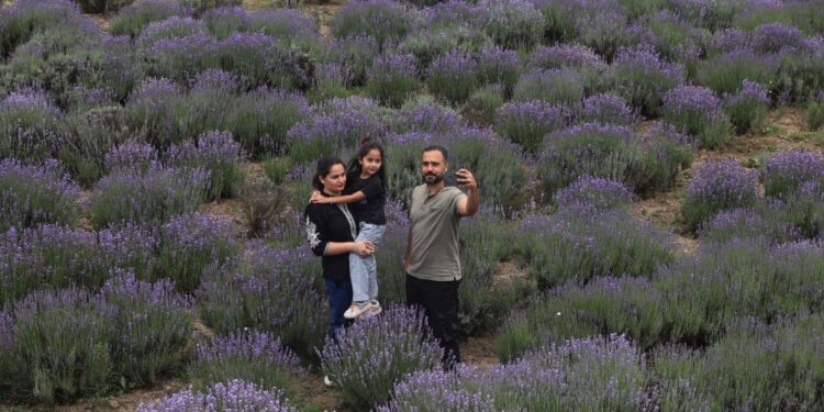 Lavender Selfie