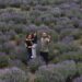 Lavender Selfie