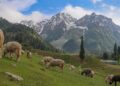 Sonamarg looks stunning as sheep graze in the meadows on Monday