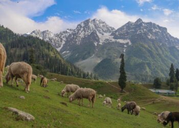 Sonamarg looks stunning as sheep graze in the meadows on Monday