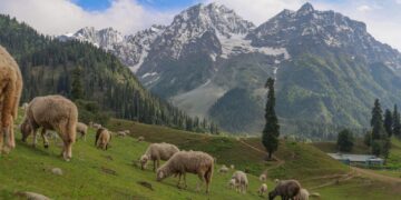 Sonamarg looks stunning as sheep graze in the meadows on Monday