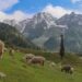 Sonamarg looks stunning as sheep graze in the meadows on Monday