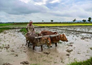 World-famous Basmati paddy sowing season begins in Jammu border, covering 63,000 ha