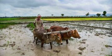 World-famous Basmati paddy sowing season begins in Jammu border, covering 63,000 ha