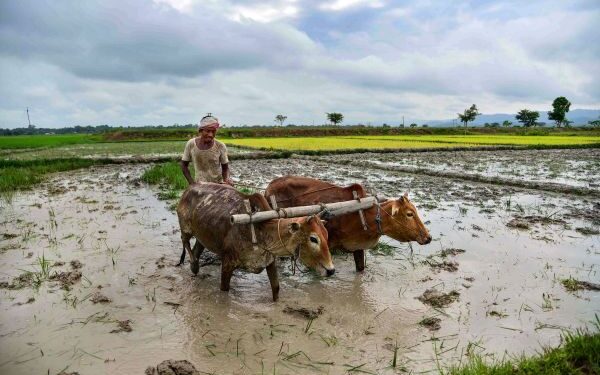 World-famous Basmati paddy sowing season begins in Jammu border, covering 63,000 ha