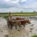 World-famous Basmati paddy sowing season begins in Jammu border, covering 63,000 ha