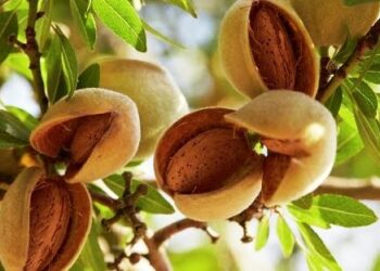 Kashmir witnesses bumper crop of almonds this year