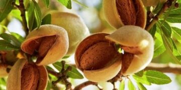 Kashmir witnesses bumper crop of almonds this year