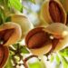 Kashmir witnesses bumper crop of almonds this year