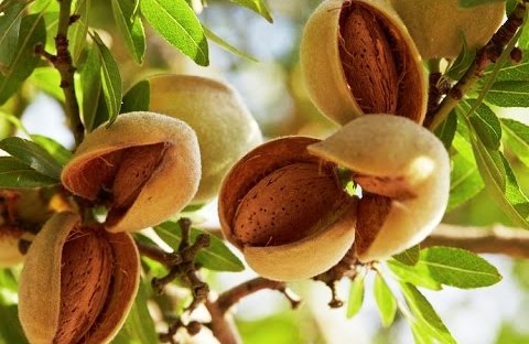 Kashmir witnesses bumper crop of almonds this year