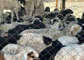 MUTTON CRISIS ENDS – Punjab govt revokes 4 pc tax on vehicles transporting livestock post CM Abdullah’s intervention