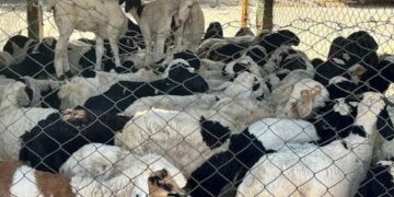MUTTON CRISIS ENDS – Punjab govt revokes 4 pc tax on vehicles transporting livestock post CM Abdullah’s intervention