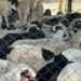 MUTTON CRISIS ENDS – Punjab govt revokes 4 pc tax on vehicles transporting livestock post CM Abdullah’s intervention