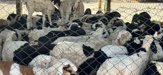 MUTTON CRISIS ENDS – Punjab govt revokes 4 pc tax on vehicles transporting livestock post CM Abdullah’s intervention