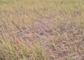    Mysterious paddy disease alarms farmers in Baramulla