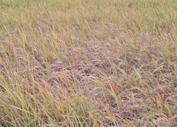    Mysterious paddy disease alarms farmers in Baramulla