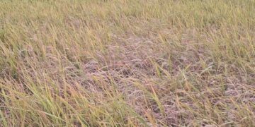    Mysterious paddy disease alarms farmers in Baramulla