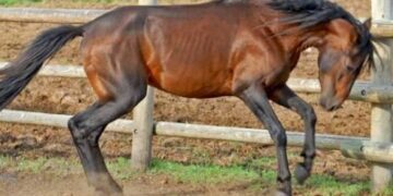 Kashmir Pony gets national recognition as indigenous horse breed