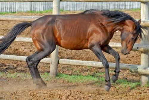 Kashmir Pony gets national recognition as indigenous horse breed