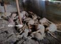 16 sheep killed, 17 injured in leopard attack in Budgam