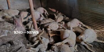 16 sheep killed, 17 injured in leopard attack in Budgam
