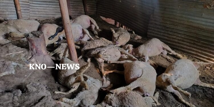 16 sheep killed, 17 injured in leopard attack in Budgam
