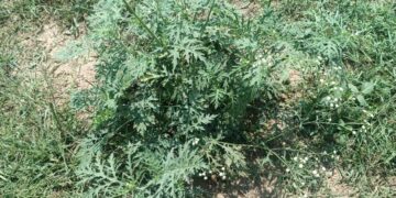 SKUAST-K warns of invasive weed threat in Kashmir