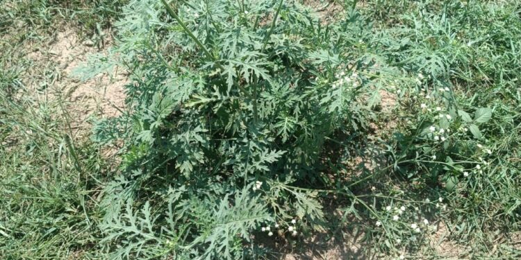 SKUAST-K warns of invasive weed threat in Kashmir