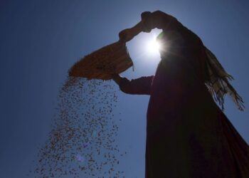 This is how Kashmir turns into a natural painting during paddy harvesting; no words needed.