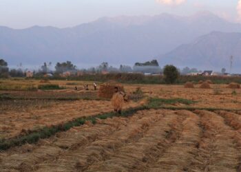 HARUD HARVEST
